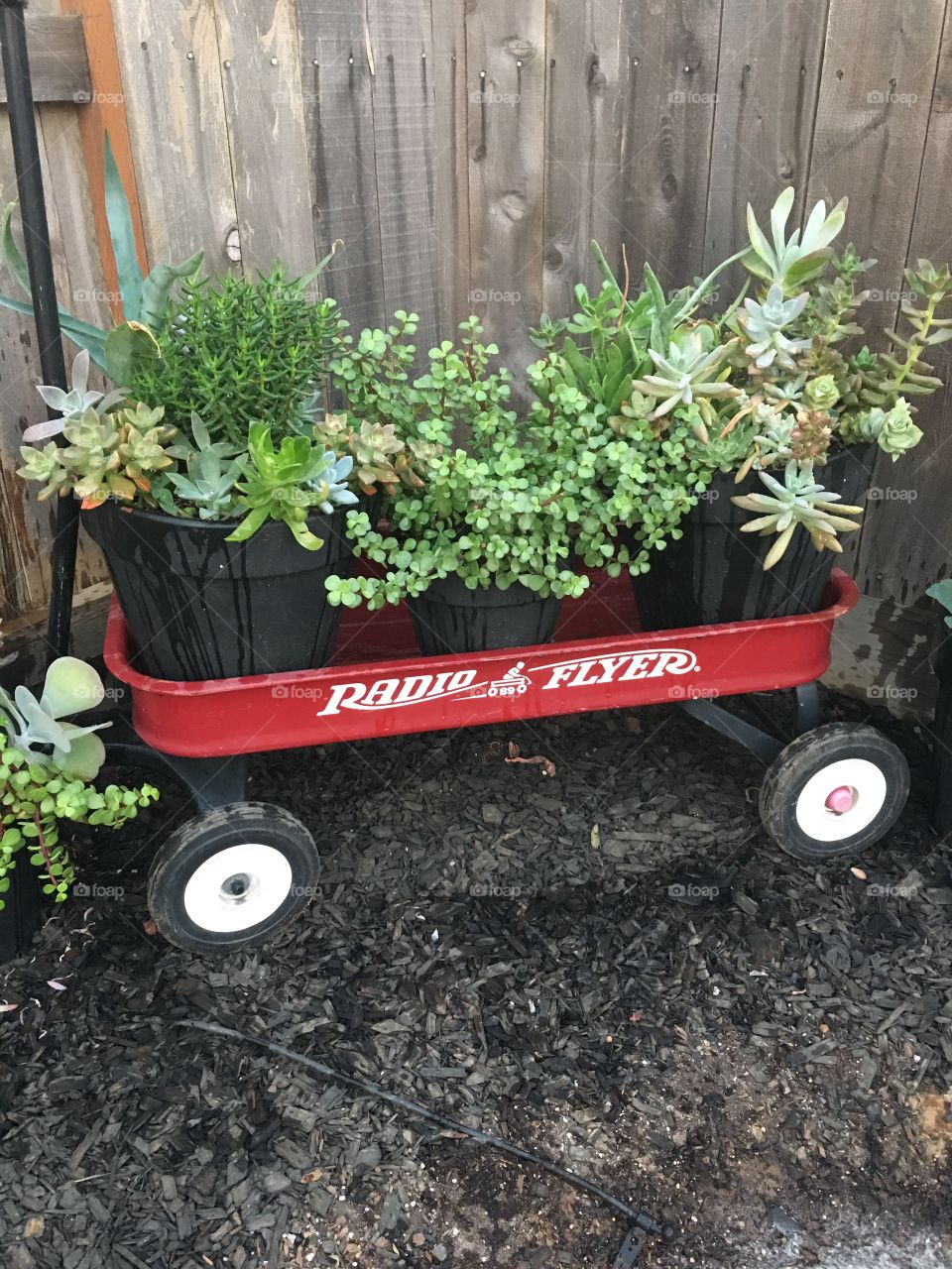 Succulents in a wagon

