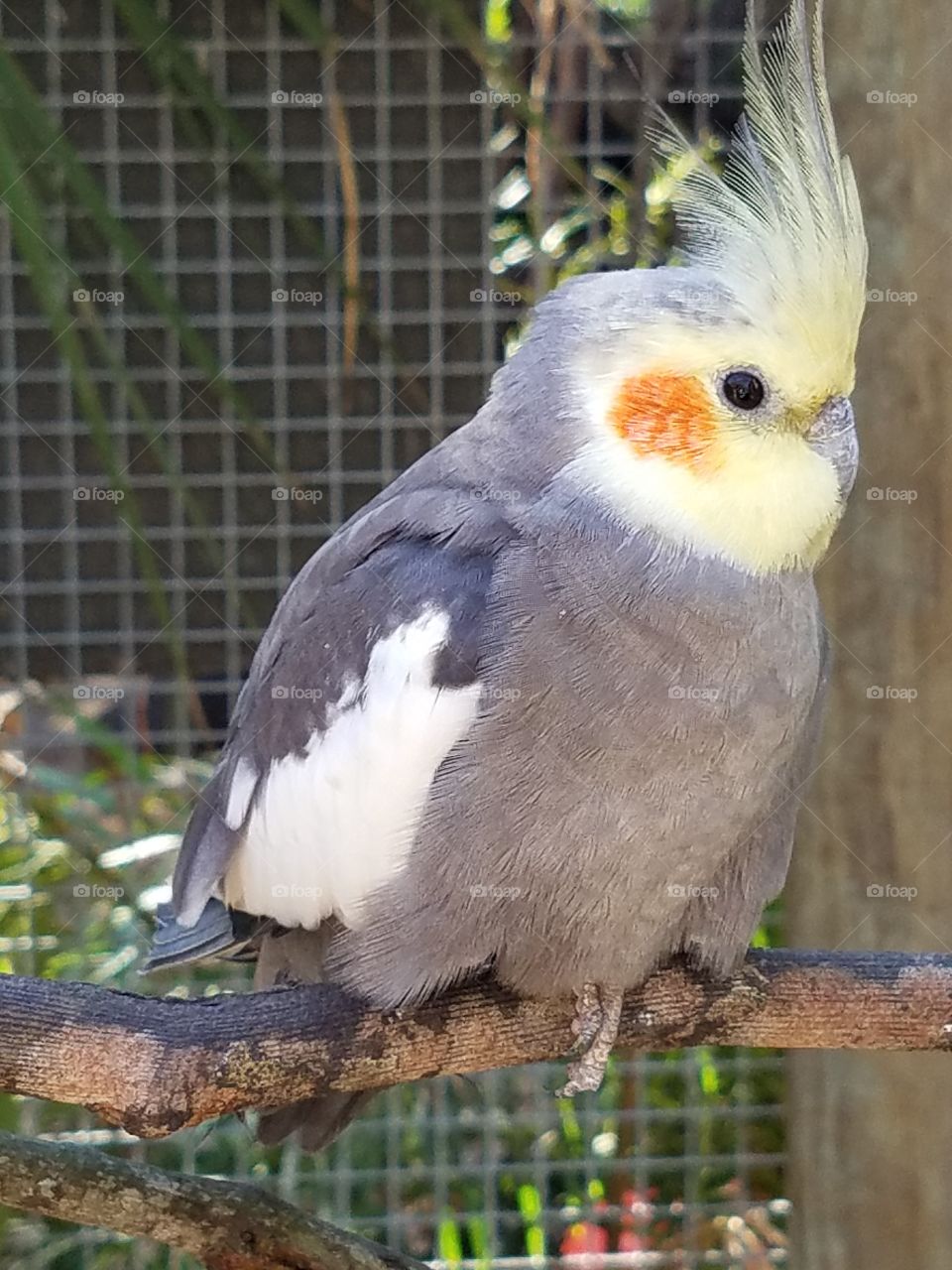 View of bird in zoo