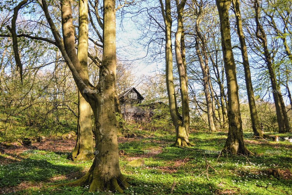 Wood, Tree, Landscape, Nature, Leaf