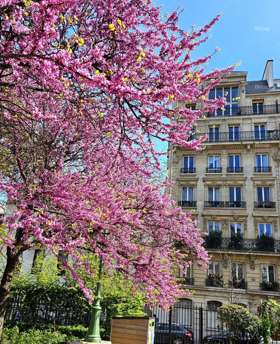 blooming tree in Paris