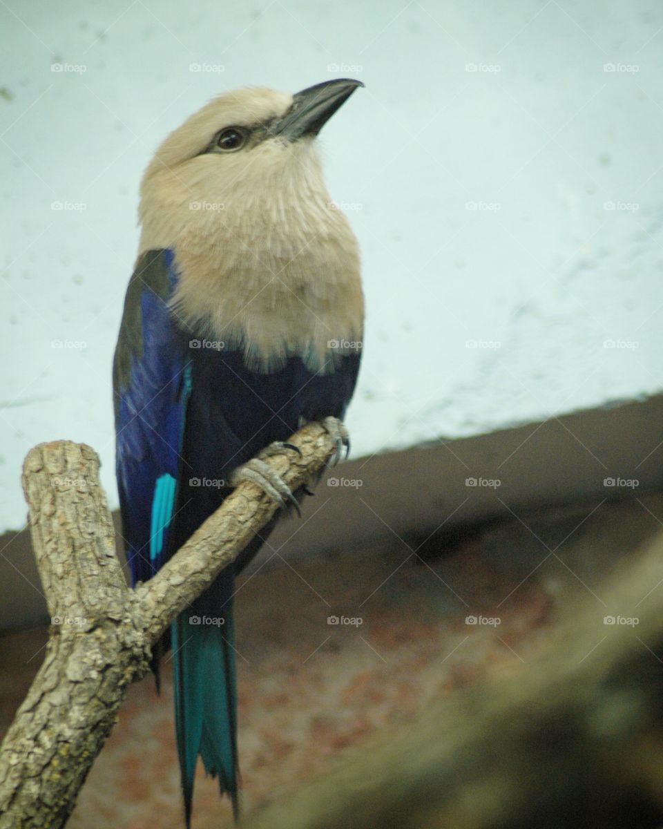 blue breasted roller
