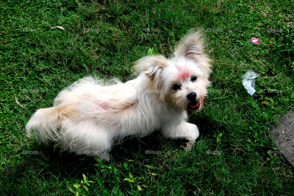 Overhead view of dog sitting on grass