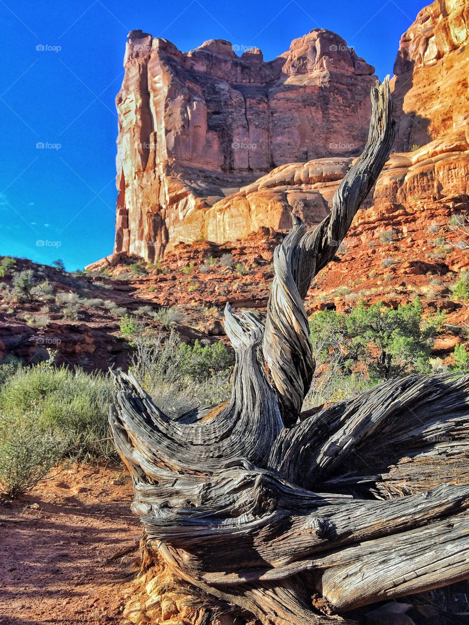 Found this snag in one of the canyon s in Utah.