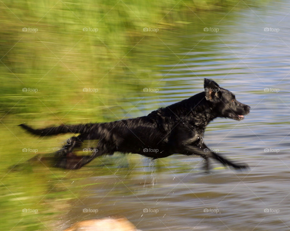 Black Labrador Retriever Hunting