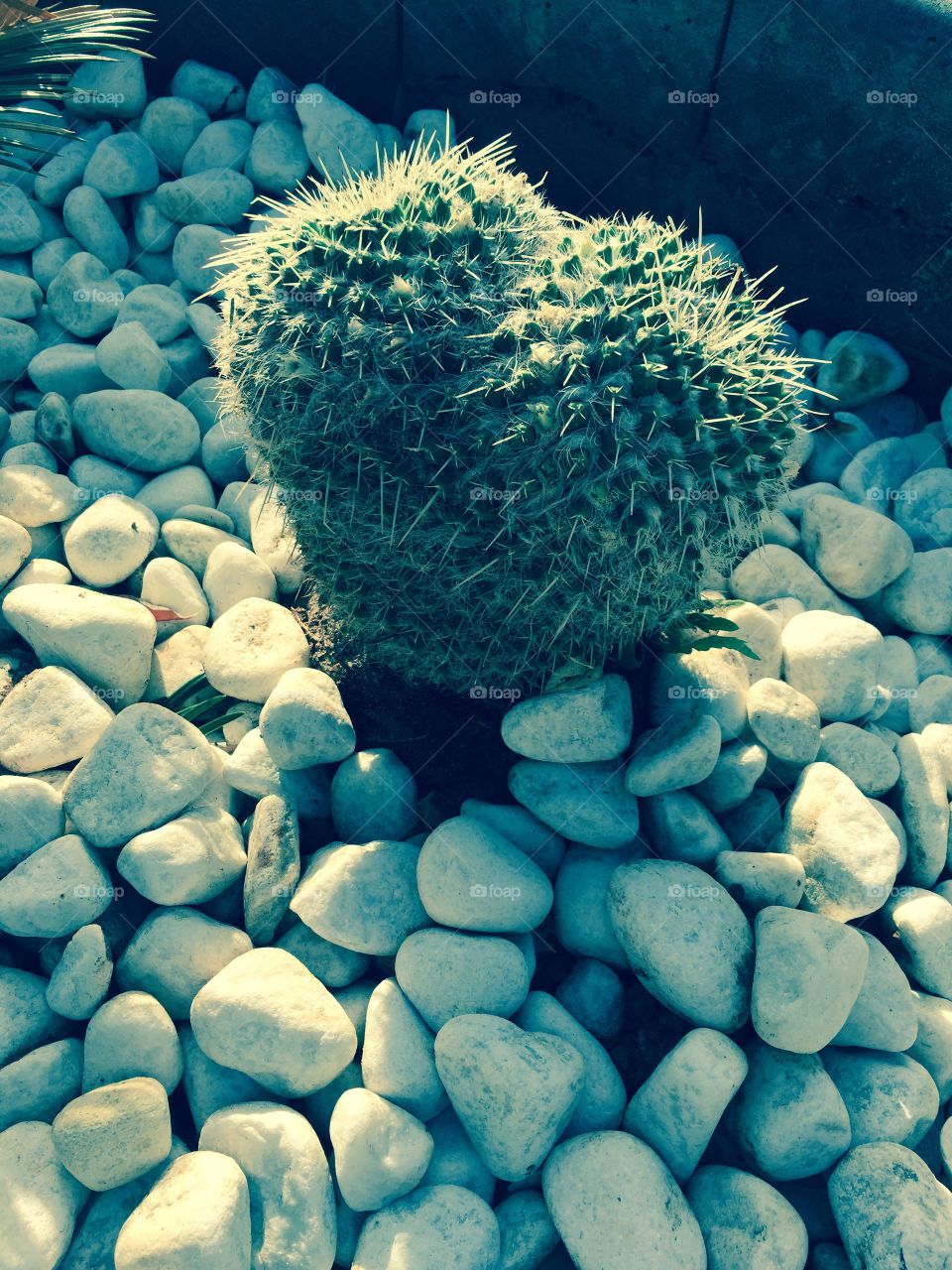 Cactus corazón ❤️ 