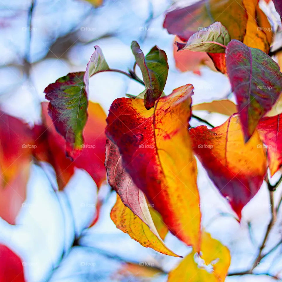 November leaves