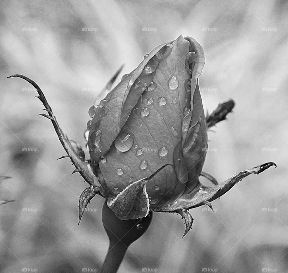 A rose after a morning rain - Monochrome photography is photography where each position on an image can record and show a different amount of light, but not a different hue.