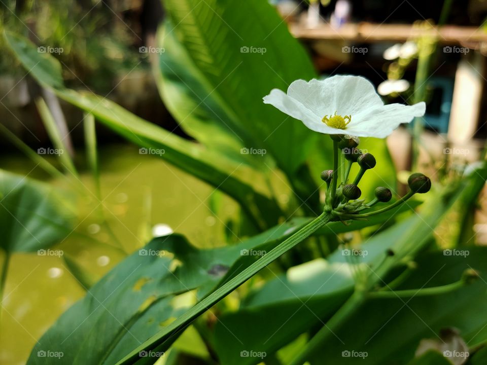 White flowers bloom near the pool in the garden.