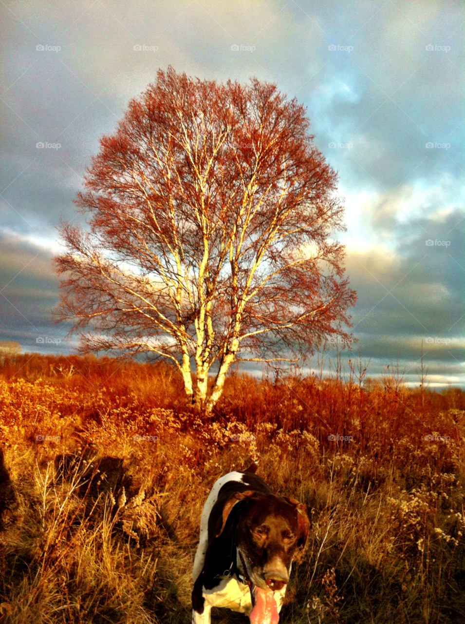 tree birch pointer racine wi by doug414