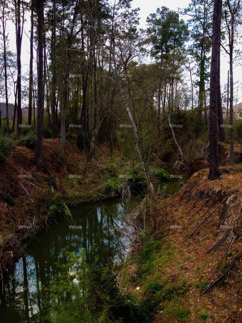 Nature, trees, the creek