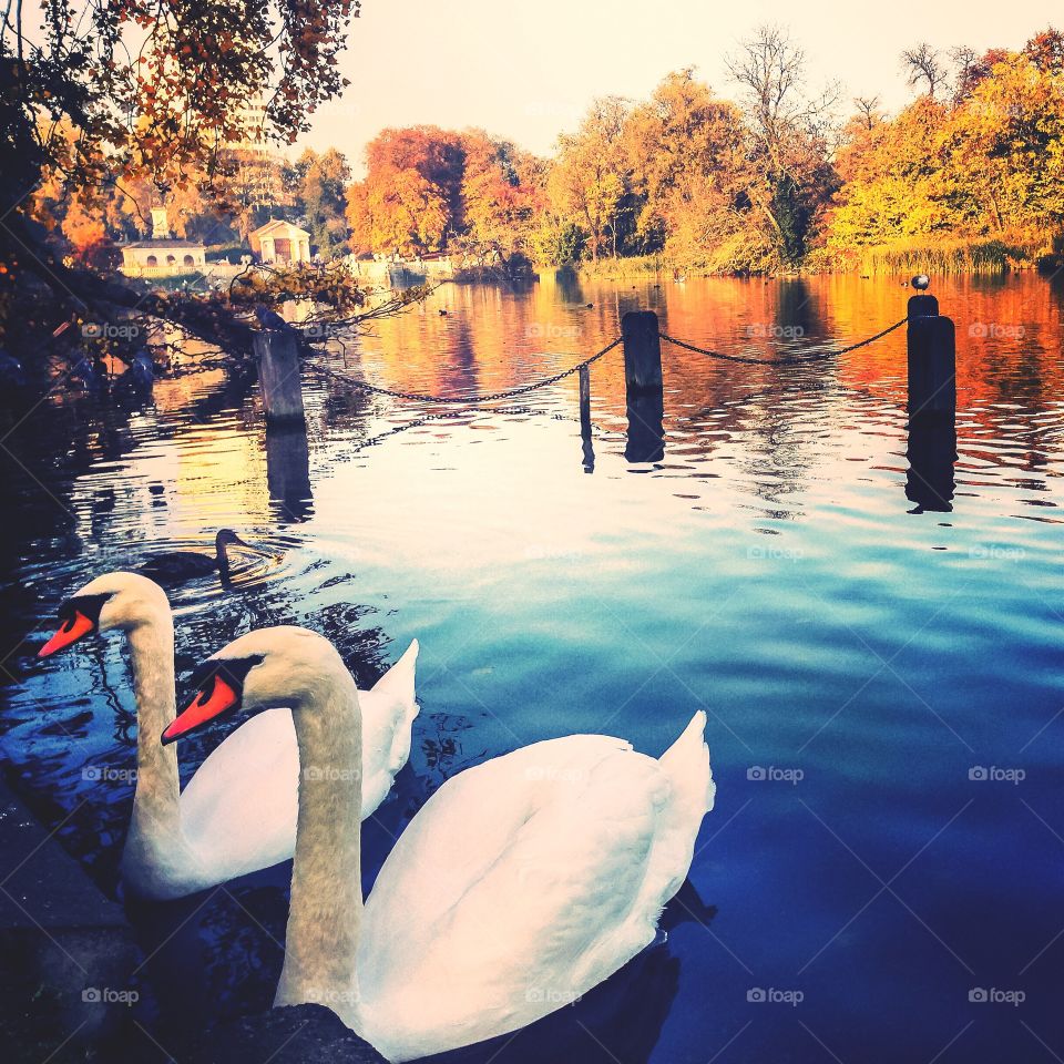 White swans on the Serpentine in autumn 