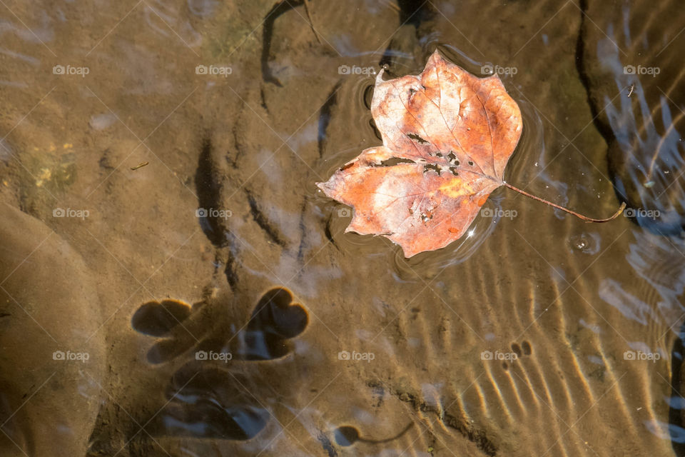 Foap, First Signs of Fall: A brown leaf floats in a stream and casts a refracted shadow, creating beautiful hearts. Symbolizes the love of Autumn. 