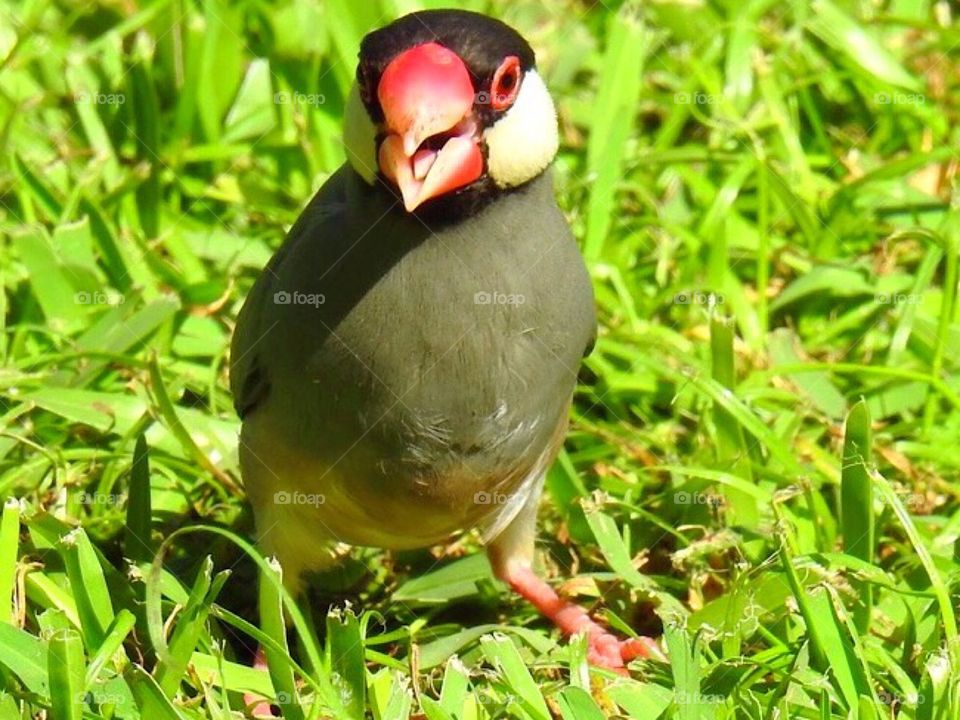 Java Sparrow