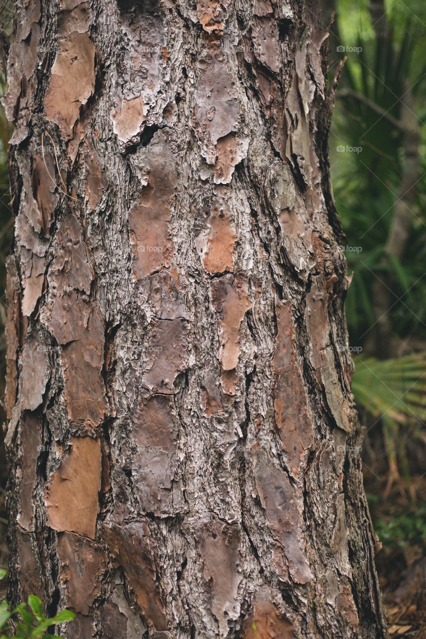 Bark