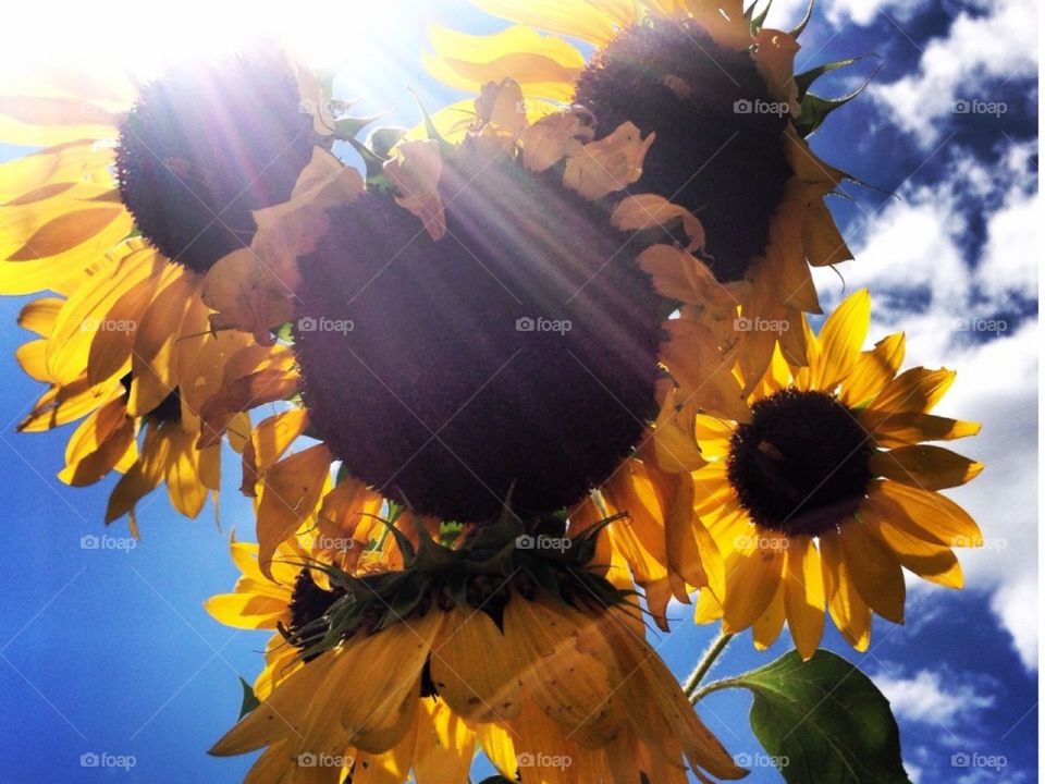 Sun on the sunflowers 
