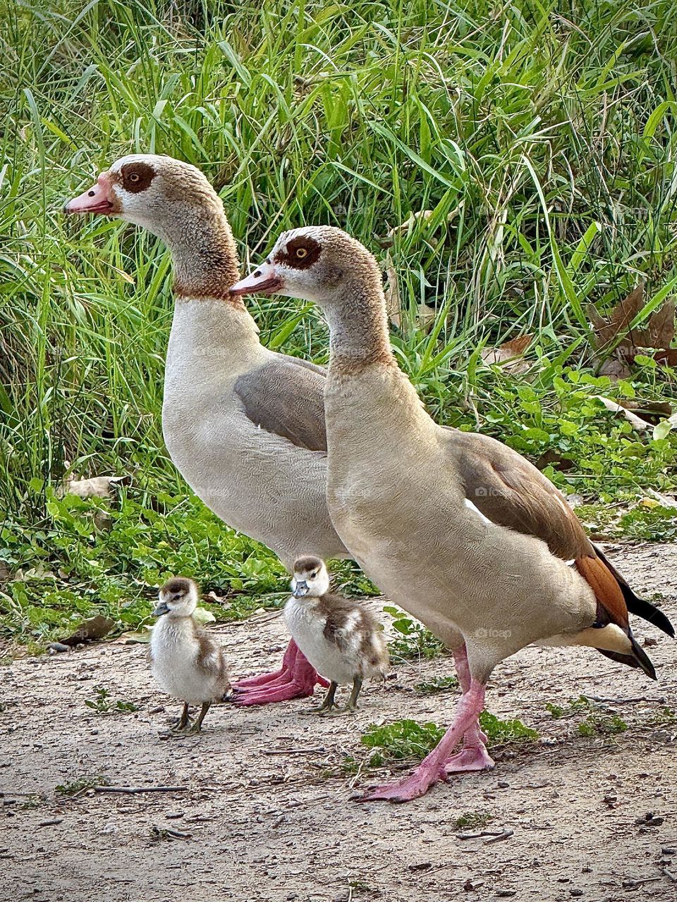 Egyptian Geese Family Portrait