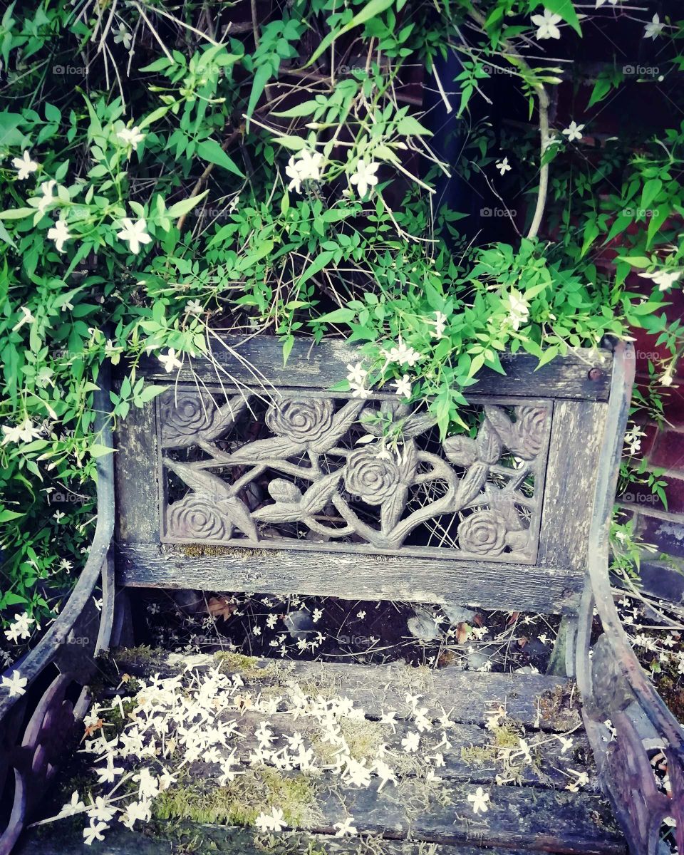 Jasmine and old chair