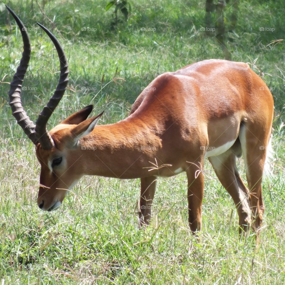 Impala grazing at Lake Nakuru National Park, Kenya.