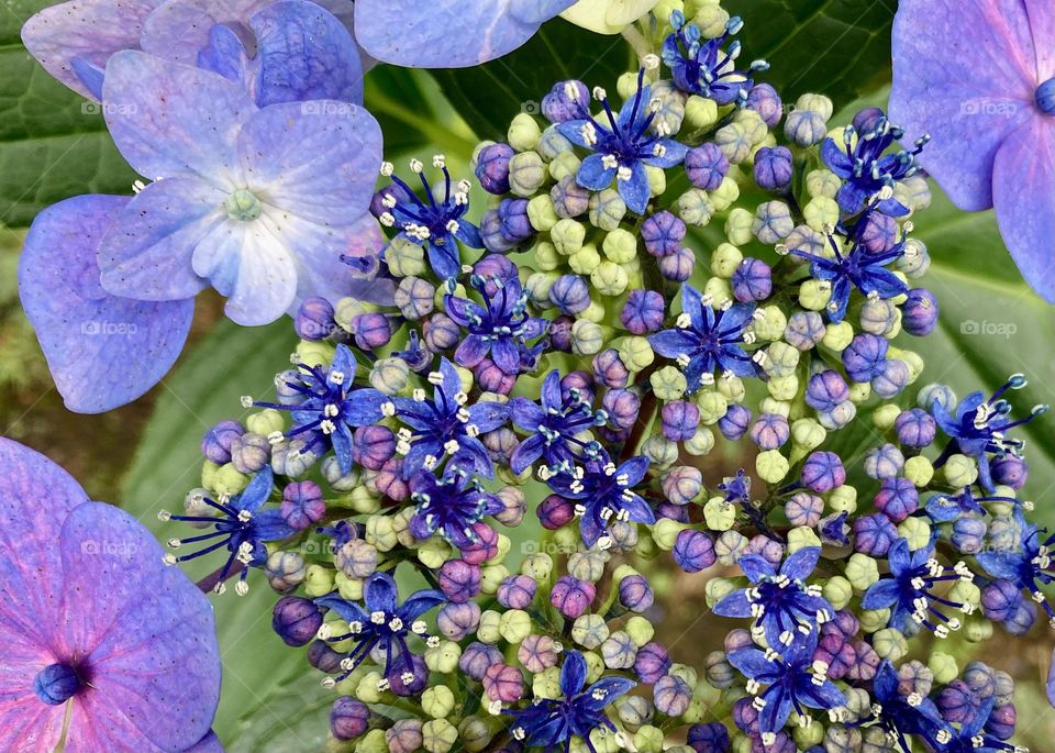 blue hydrangeas