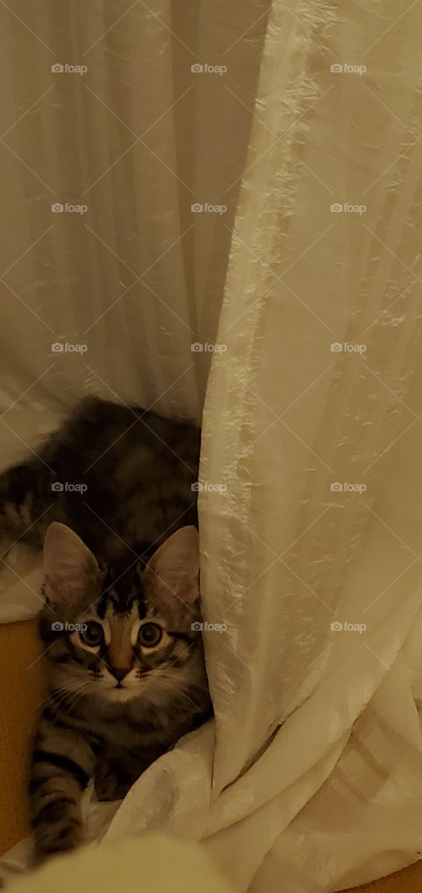 Grey striped, tabby kitten looking for trouble!