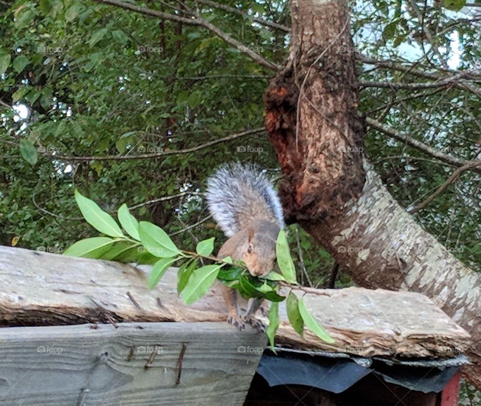 gardening squirrel