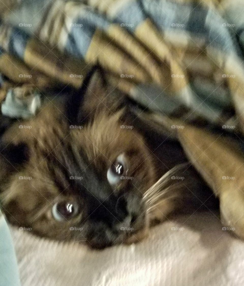 Beautiful Bella hiding under the quilt, waiting for her chance to swat at someone passing by.
