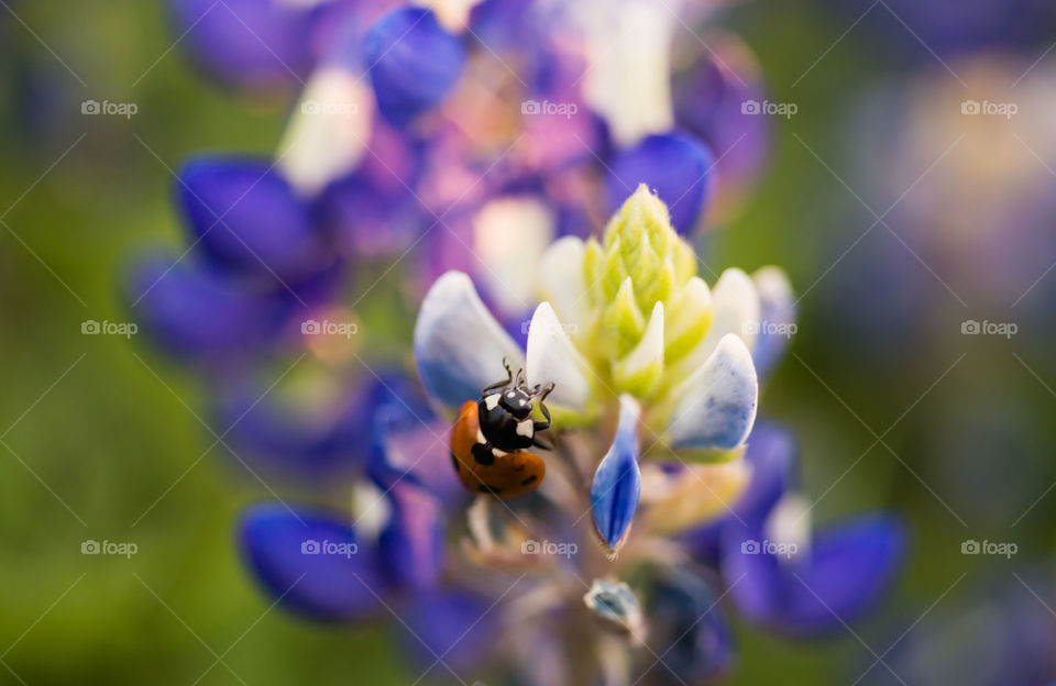Lady Bug on Texas Bluebonnet 