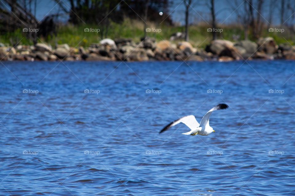 White seagull with black wing tips flying over the blue water with rocks and grass in the background.