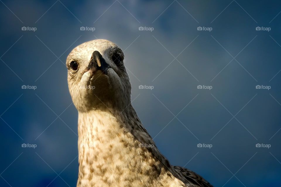 Seagull staring at the camera like he’s about to steal your fish & chips