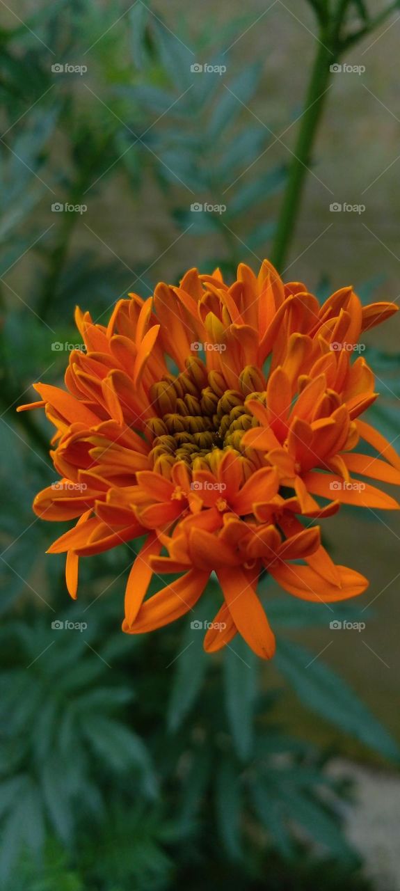 naturelove, flowers, beautiful, colorful, drak background, orange