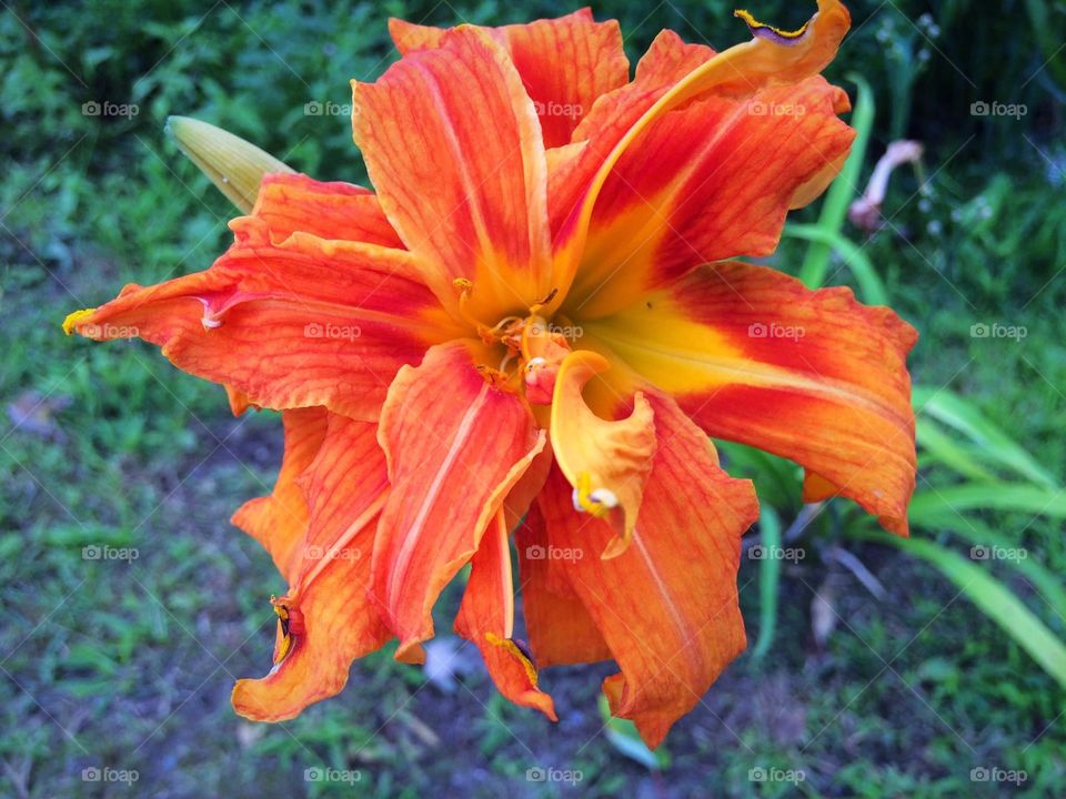 Hemerocallis 