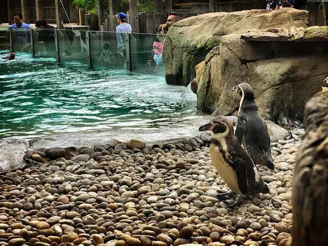 London zoo🐧