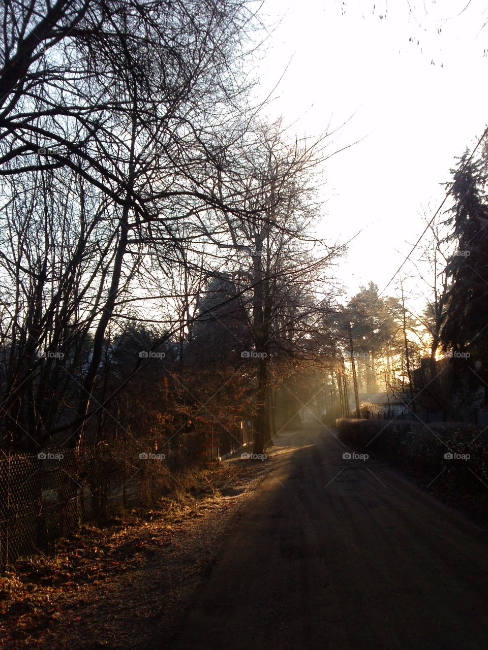 Sunlight on road