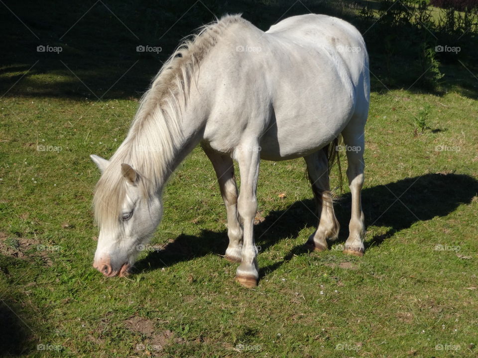 beautiful pony