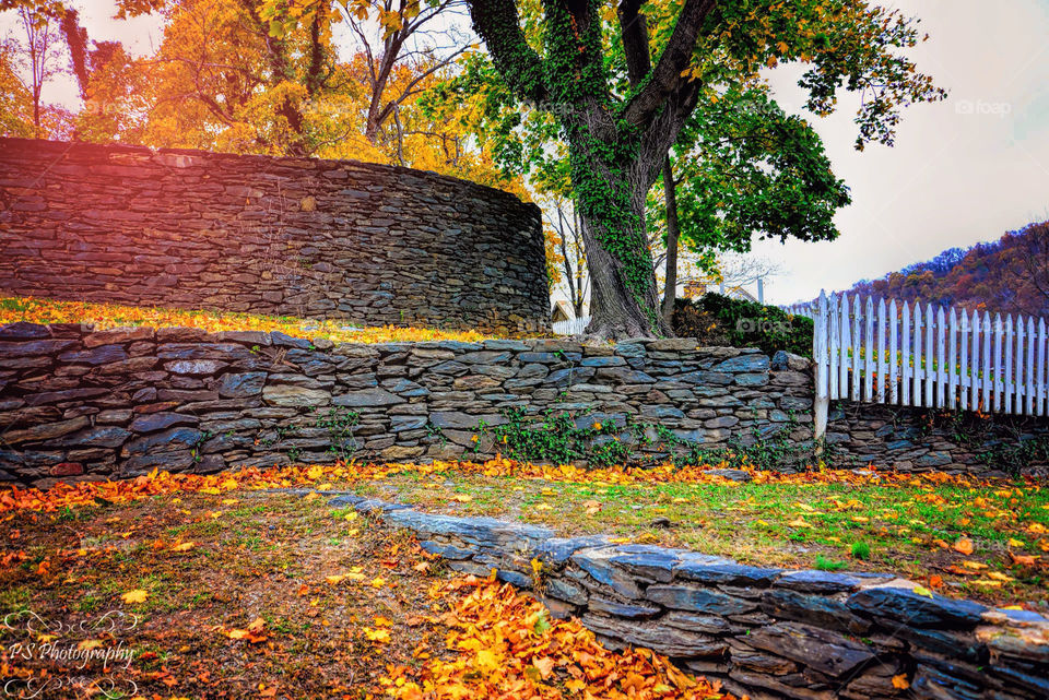 stone walls and tree. autumn leaves and stone walls