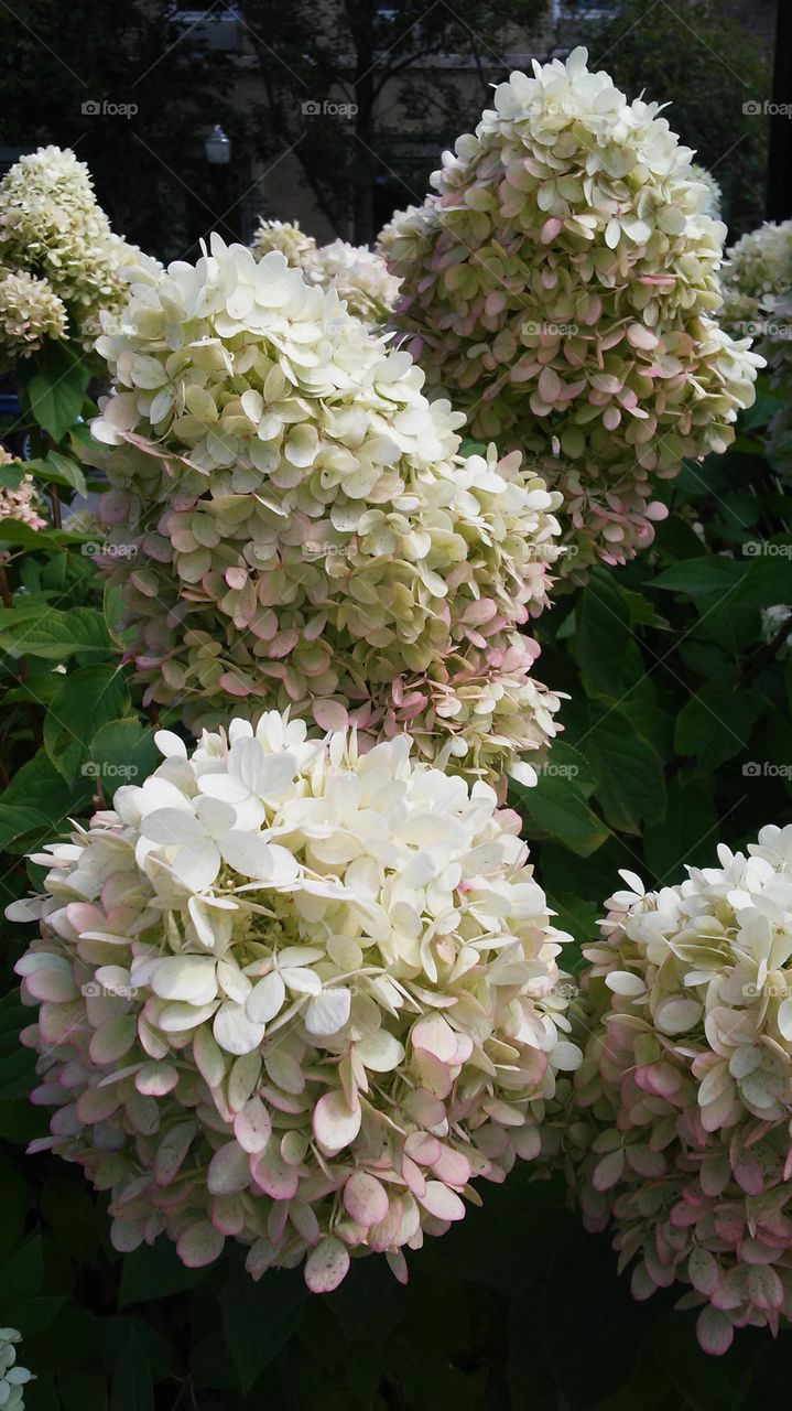 Flower, Nature, Flora, Garden, Floral