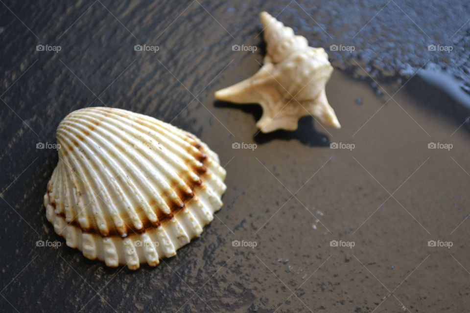 seashell