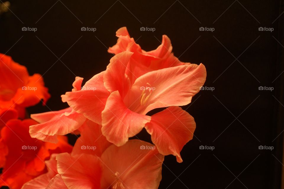 Gladiola flower. This picture of Gladiola flower from our backyard.