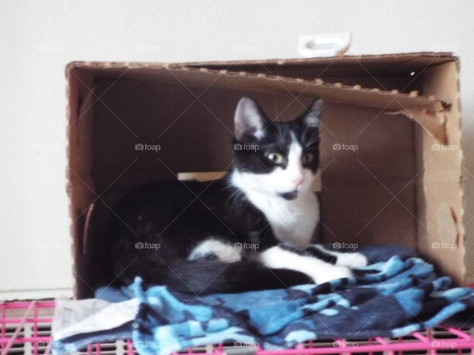 Cat in a box