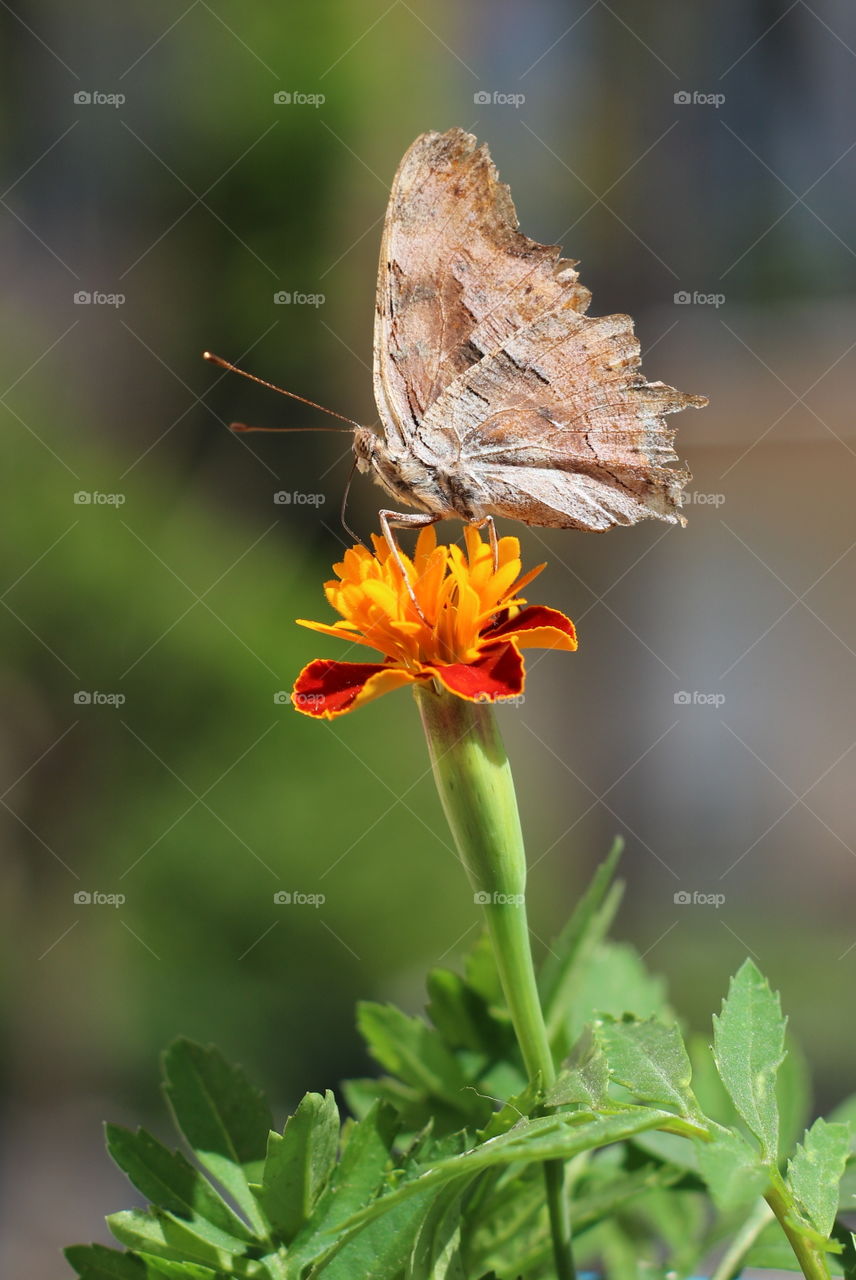 #flowers #butterfly