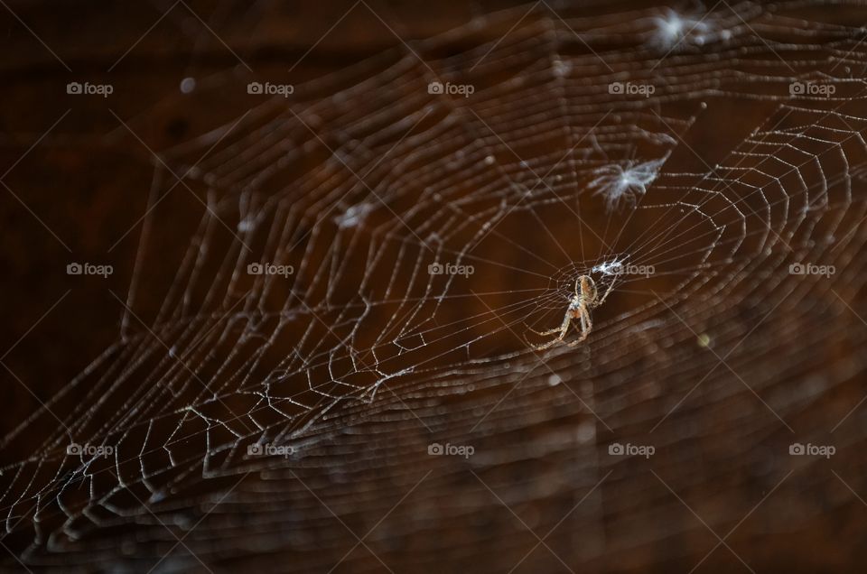 The spider in the center of the spiderweb