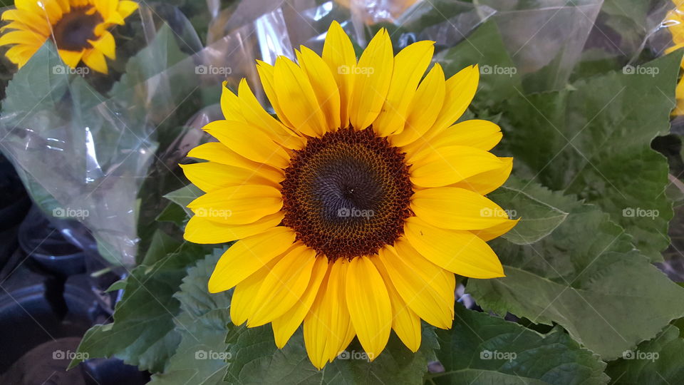 sunflower