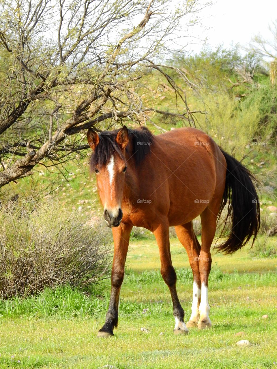 Wild horse in Arizona 