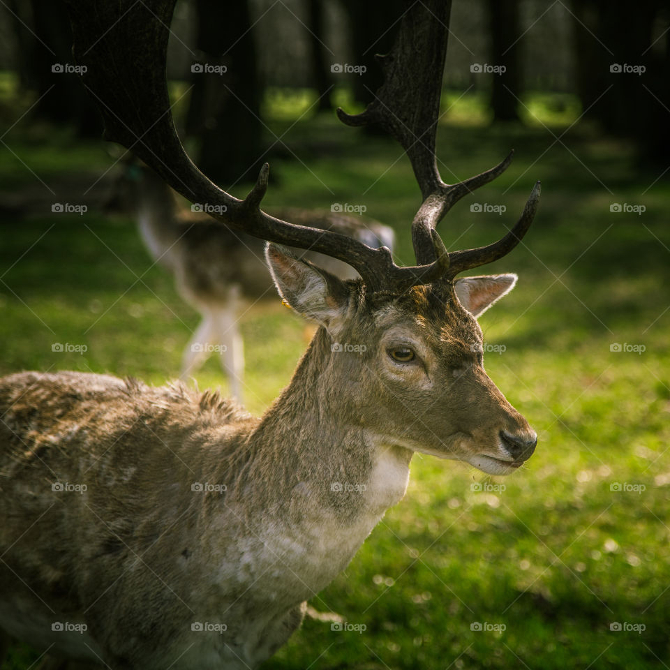 A beautiful deer in the park. Richmond park in London. Sweet animal portrait.