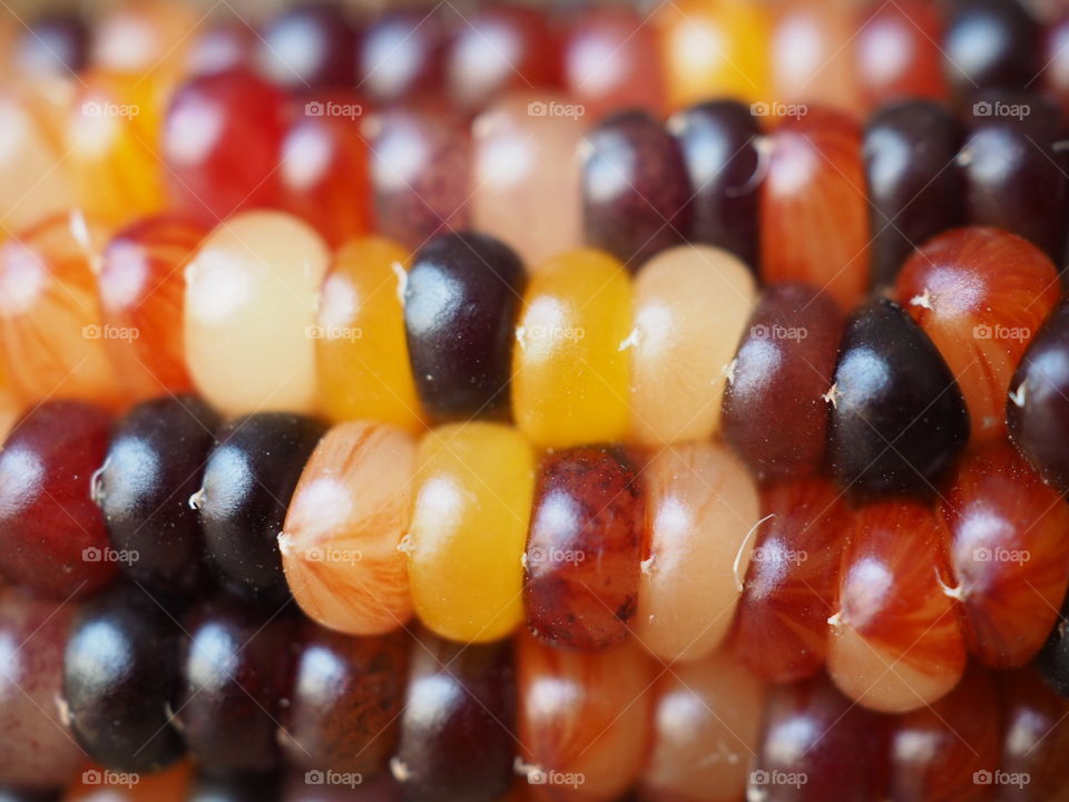 Close-up of multi-coloured corn