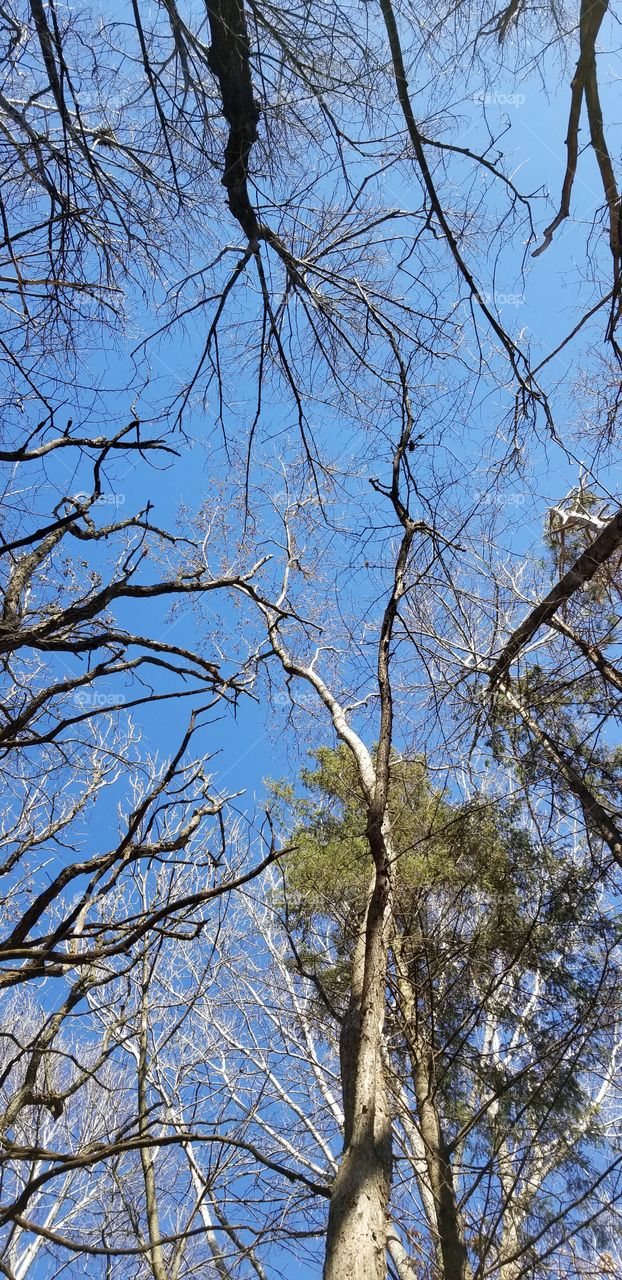 The maple is budding.