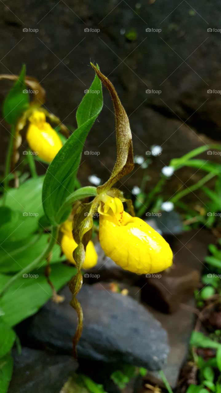 yellow ladyslipper