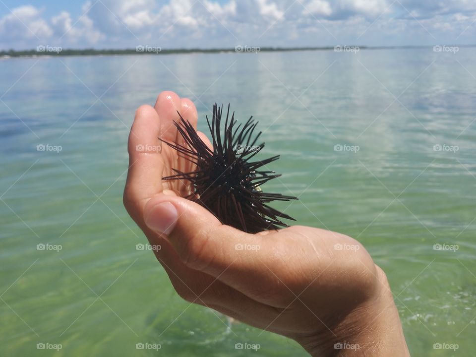 the Sea Urchin  of Cape Saint Joe, Florida