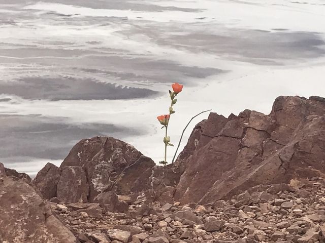 Lonely Desert flower 