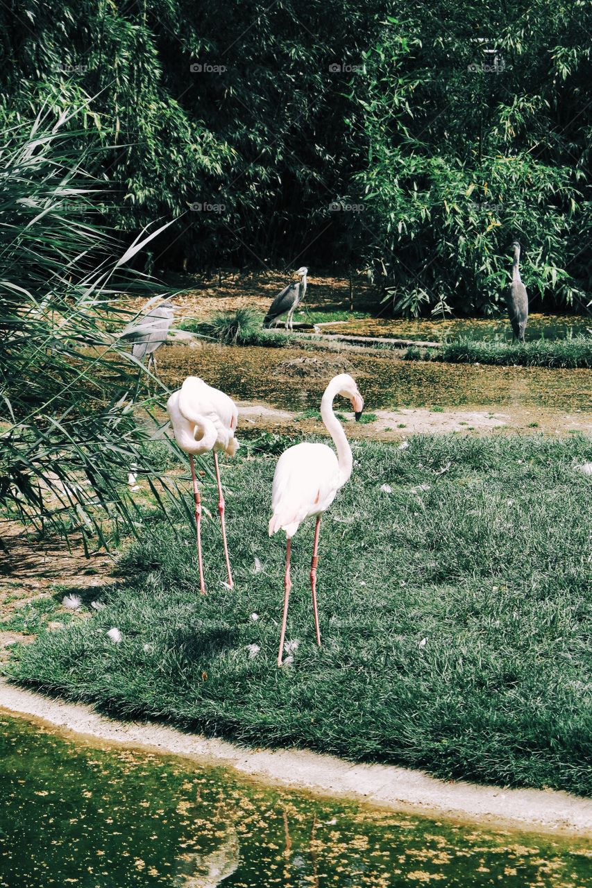 Flamingo- summer edition